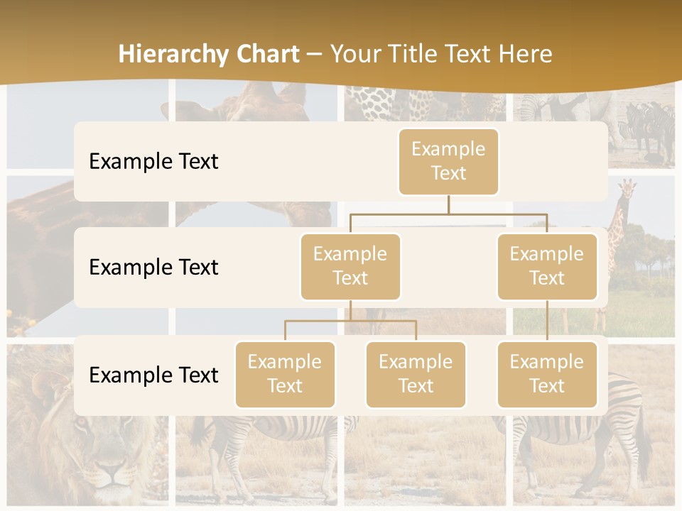 Lion Sunset Tiger PowerPoint Template