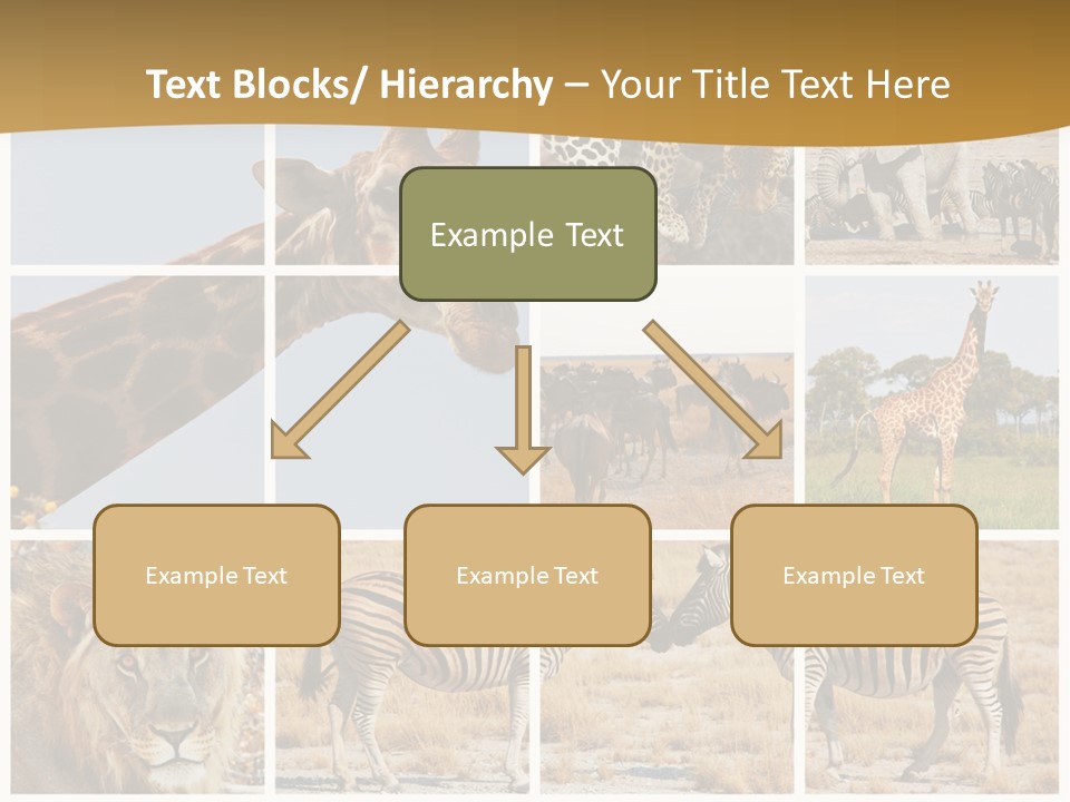 Lion Sunset Tiger PowerPoint Template