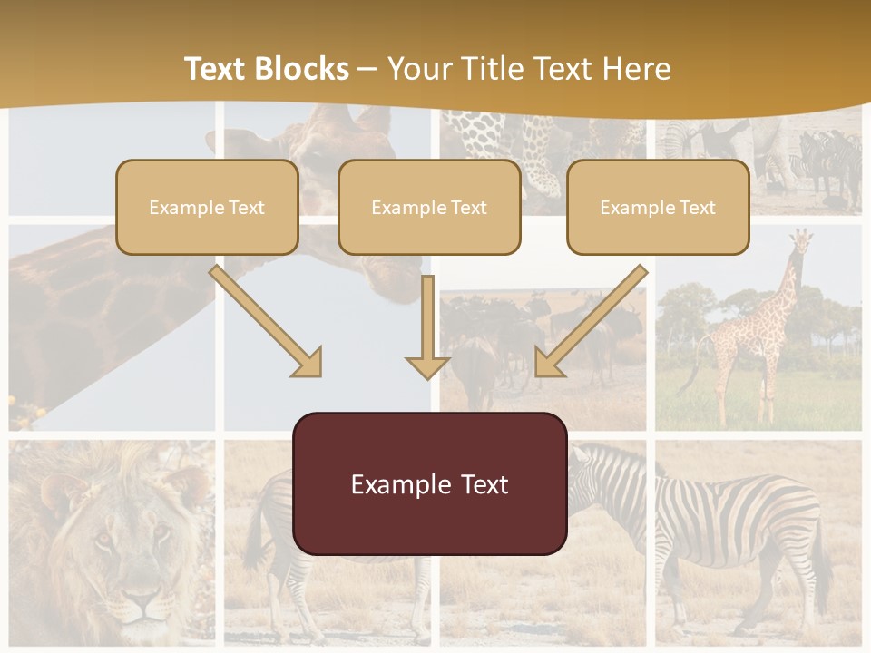 Lion Sunset Tiger PowerPoint Template