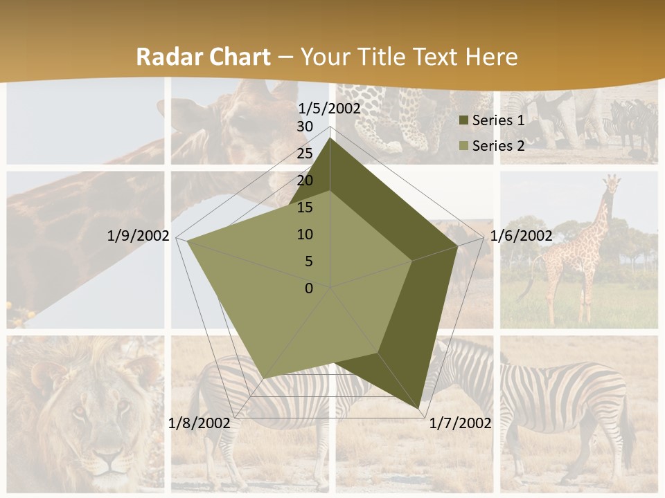 Lion Sunset Tiger PowerPoint Template