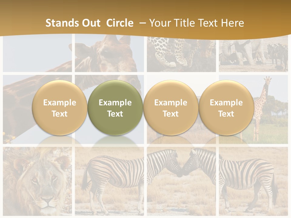 Lion Sunset Tiger PowerPoint Template