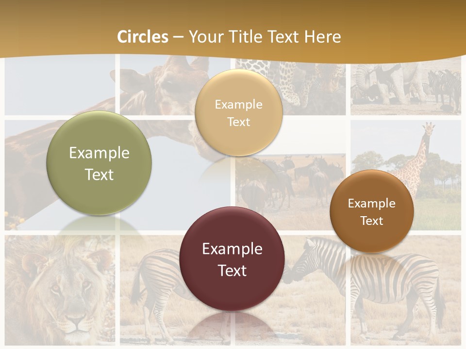 Lion Sunset Tiger PowerPoint Template