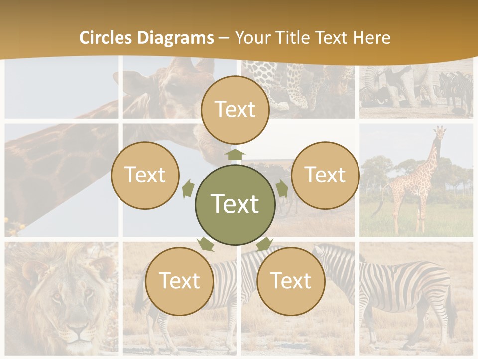 Lion Sunset Tiger PowerPoint Template