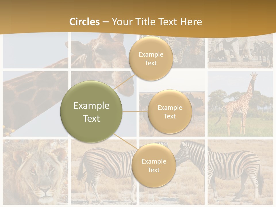 Lion Sunset Tiger PowerPoint Template