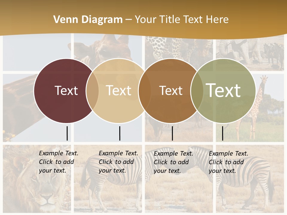 Lion Sunset Tiger PowerPoint Template