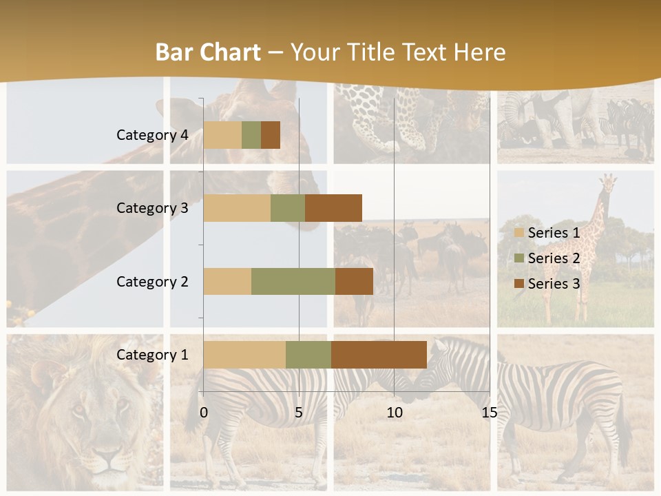 Lion Sunset Tiger PowerPoint Template