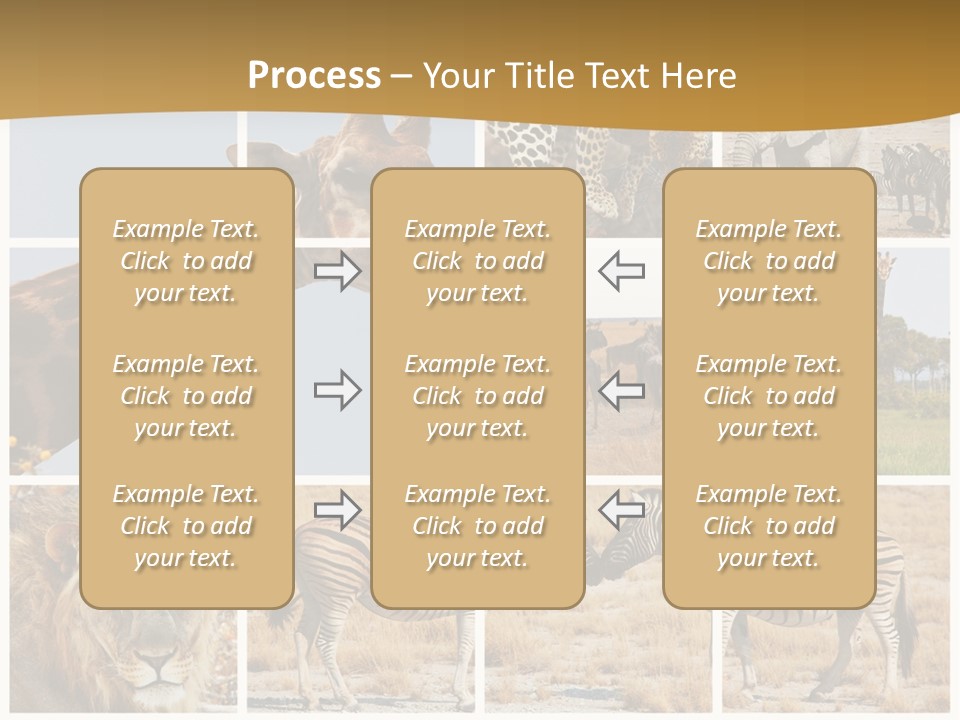 Lion Sunset Tiger PowerPoint Template