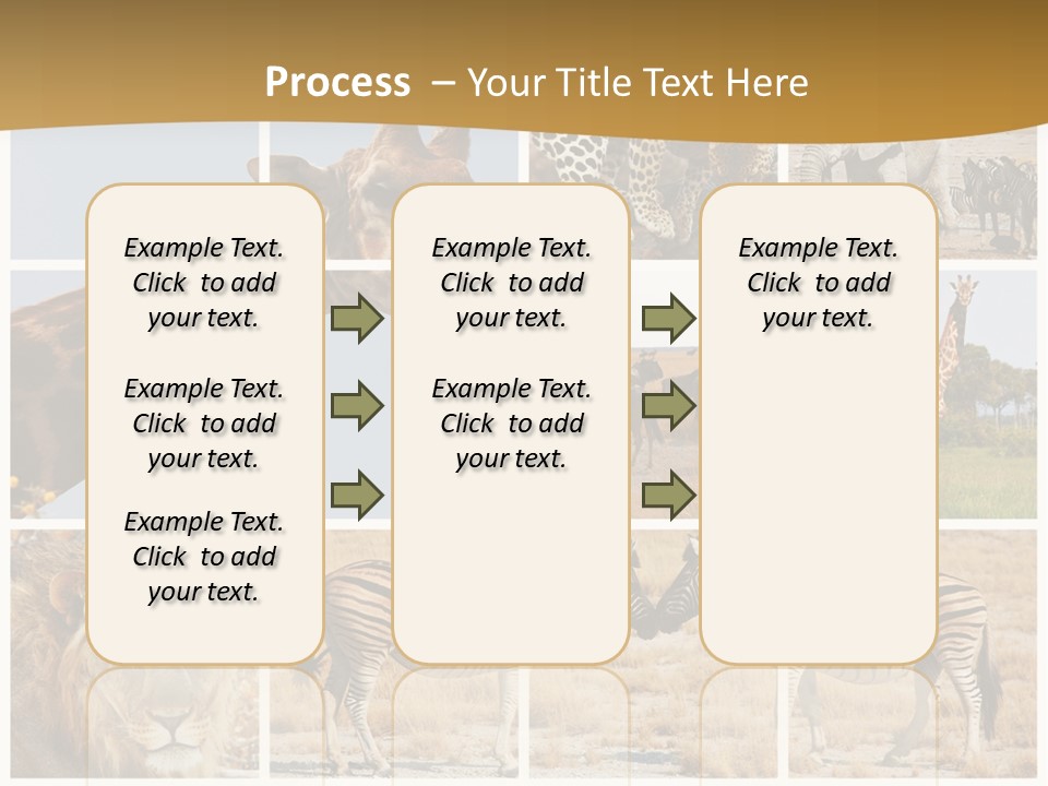 Lion Sunset Tiger PowerPoint Template