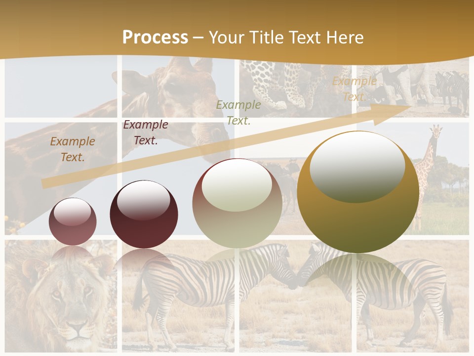 Lion Sunset Tiger PowerPoint Template