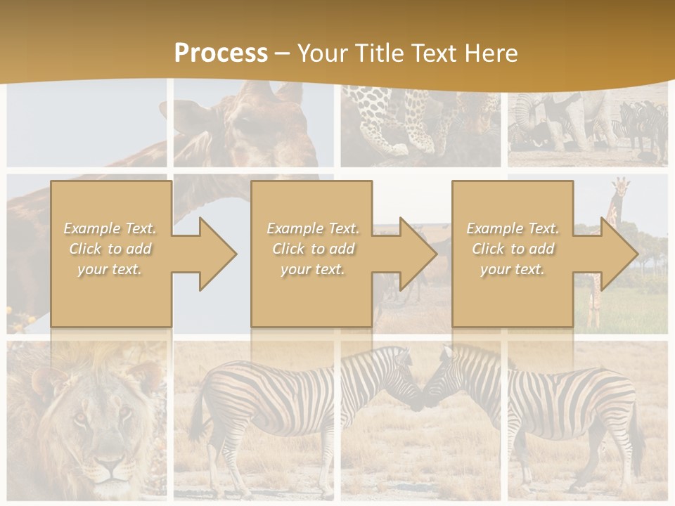 Lion Sunset Tiger PowerPoint Template