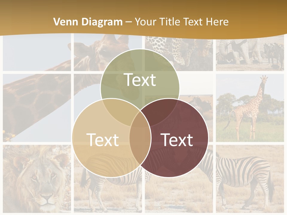 Lion Sunset Tiger PowerPoint Template