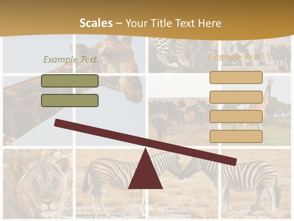 Lion Sunset Tiger PowerPoint Template