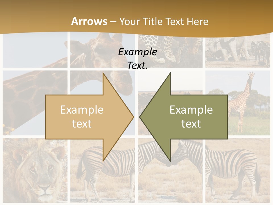 Lion Sunset Tiger PowerPoint Template