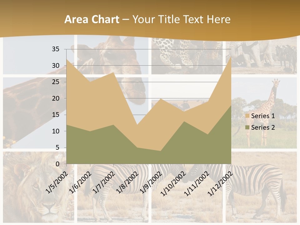 Lion Sunset Tiger PowerPoint Template