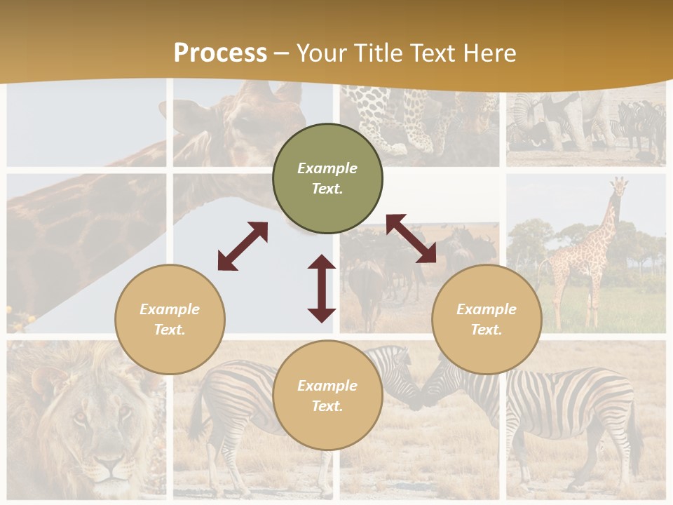 Lion Sunset Tiger PowerPoint Template