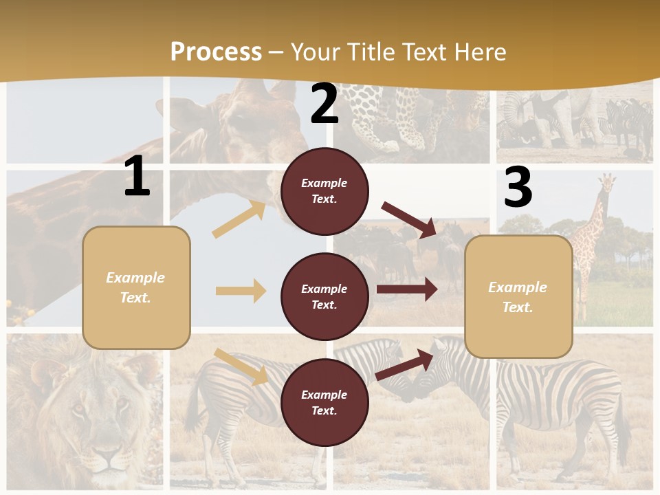 Lion Sunset Tiger PowerPoint Template