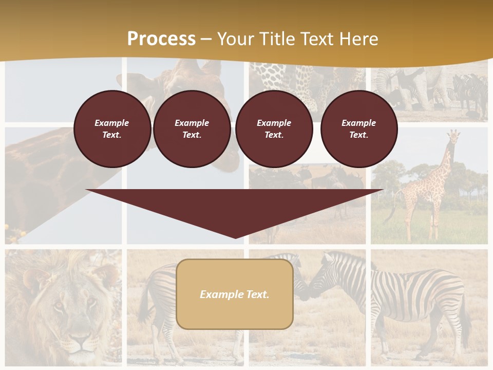 Lion Sunset Tiger PowerPoint Template