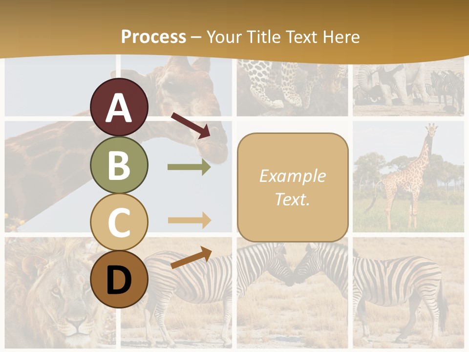 Lion Sunset Tiger PowerPoint Template