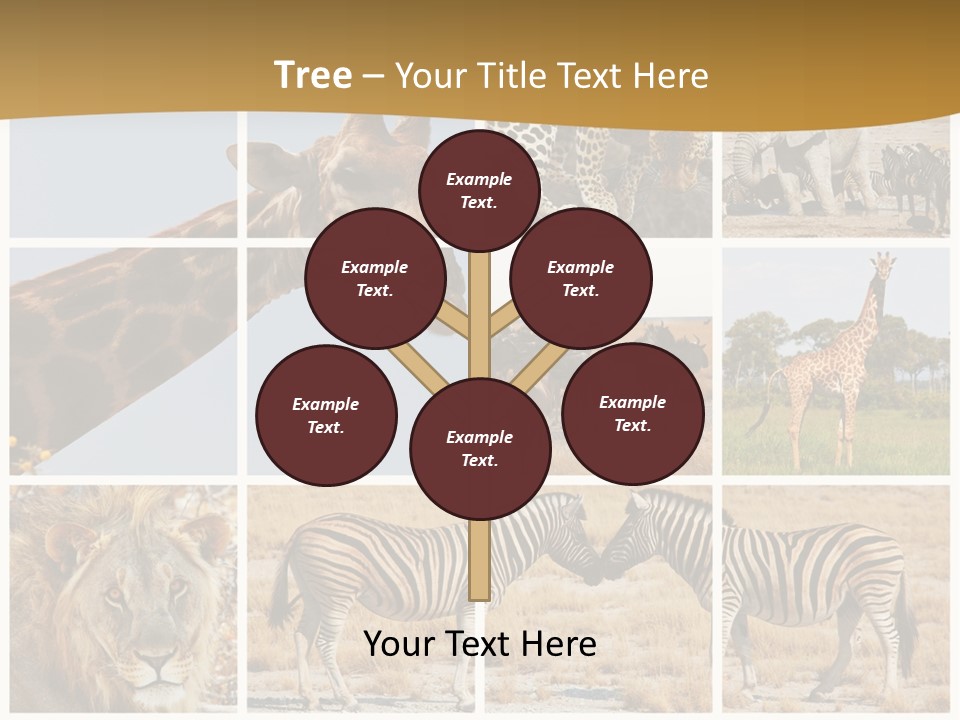 Lion Sunset Tiger PowerPoint Template