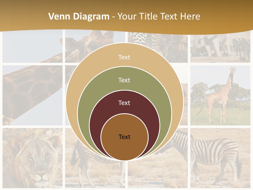 Lion Sunset Tiger PowerPoint Template