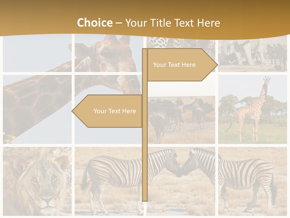 Lion Sunset Tiger PowerPoint Template