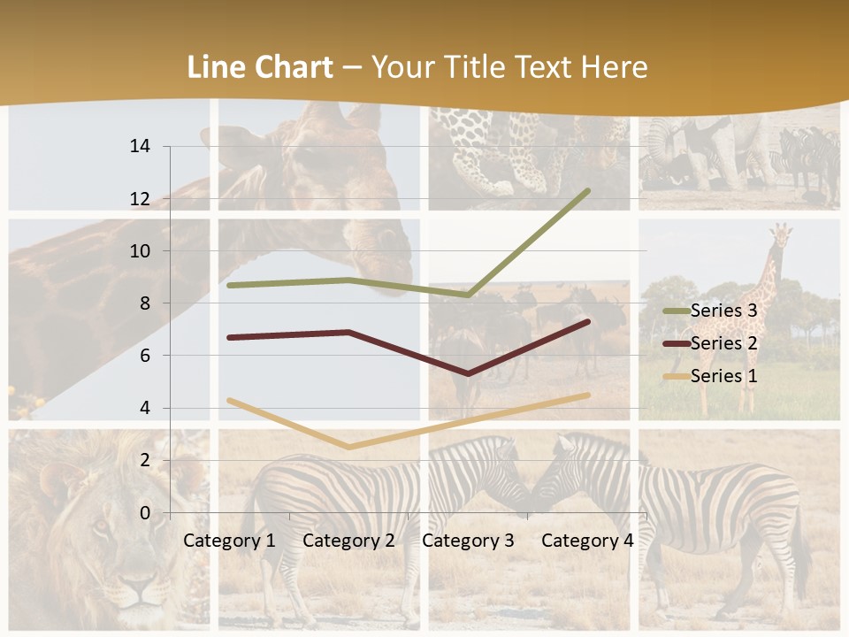 Lion Sunset Tiger PowerPoint Template