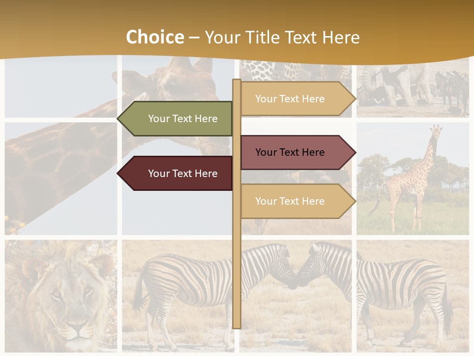 Lion Sunset Tiger PowerPoint Template