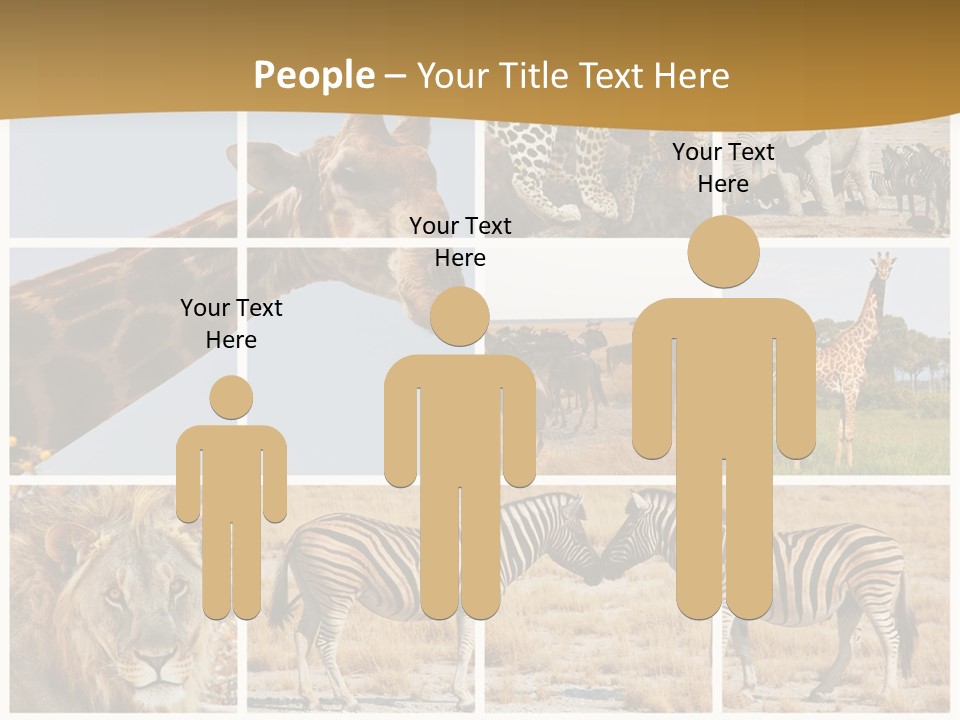 Lion Sunset Tiger PowerPoint Template