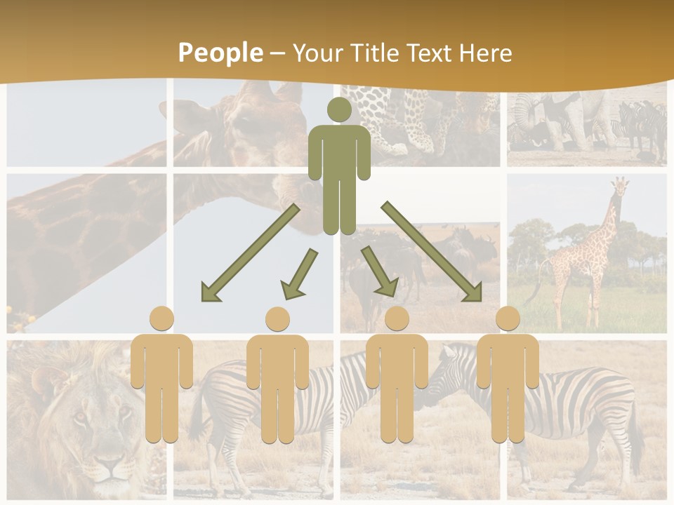 Lion Sunset Tiger PowerPoint Template