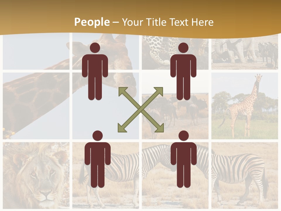 Lion Sunset Tiger PowerPoint Template