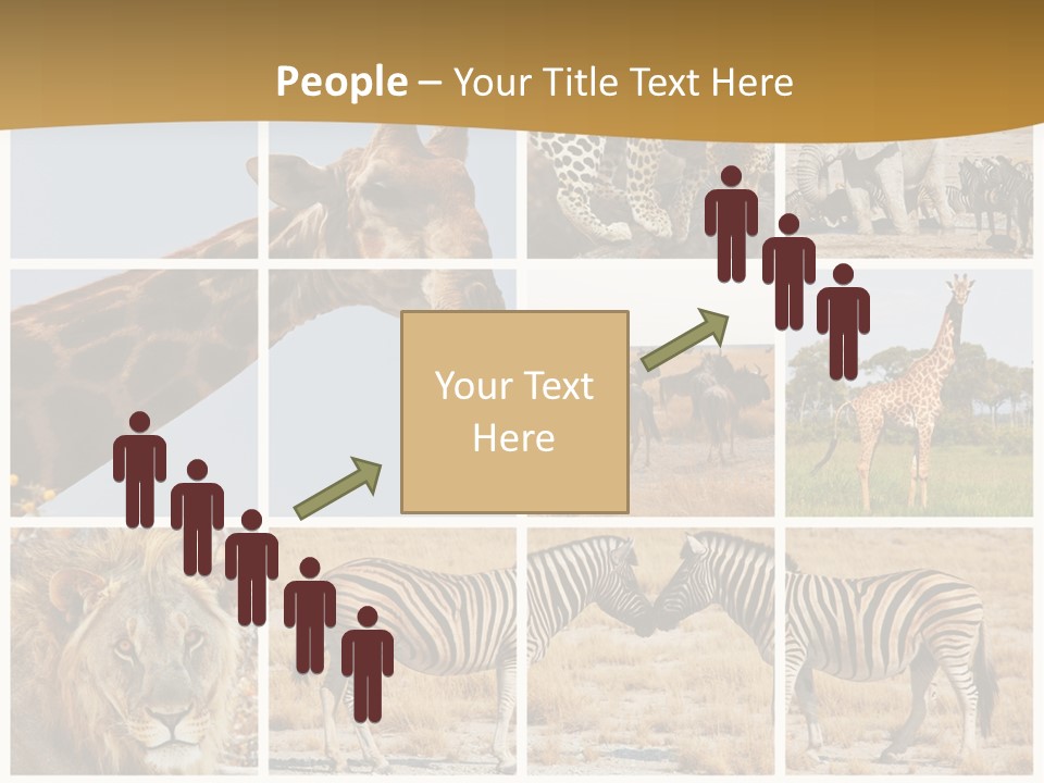 Lion Sunset Tiger PowerPoint Template