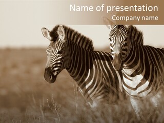 Protection Tiger Reservation PowerPoint Template