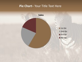 Protection Tiger Reservation PowerPoint Template