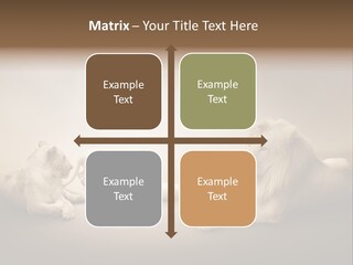 Hunter Creative Aggressive PowerPoint Template