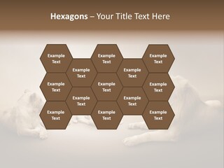 Hunter Creative Aggressive PowerPoint Template