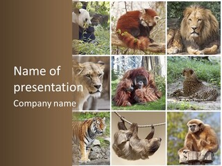 Funny Lion Siberian PowerPoint Template
