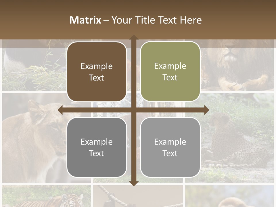 Funny Lion Siberian PowerPoint Template