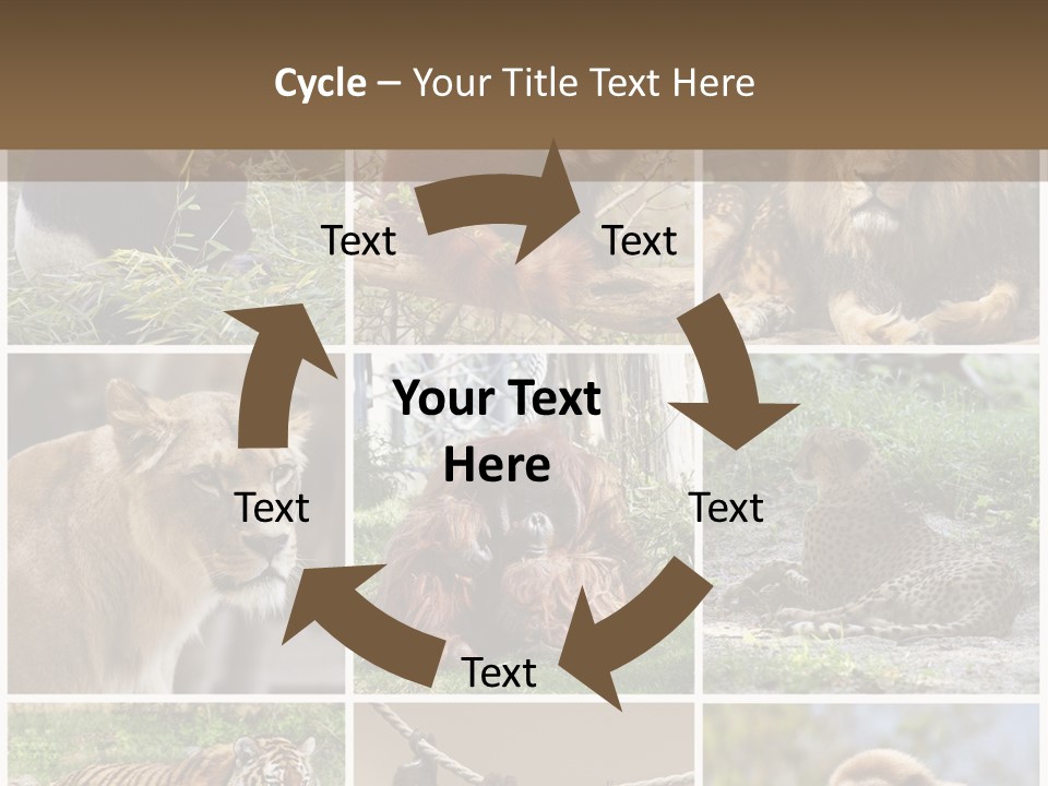 Funny Lion Siberian PowerPoint Template