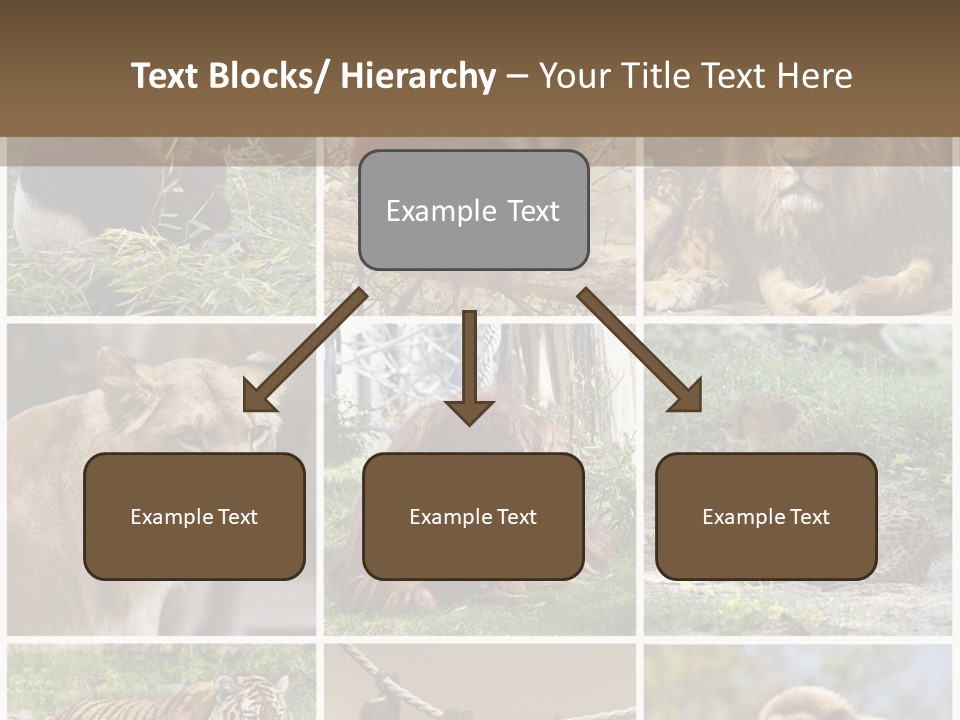 Funny Lion Siberian PowerPoint Template