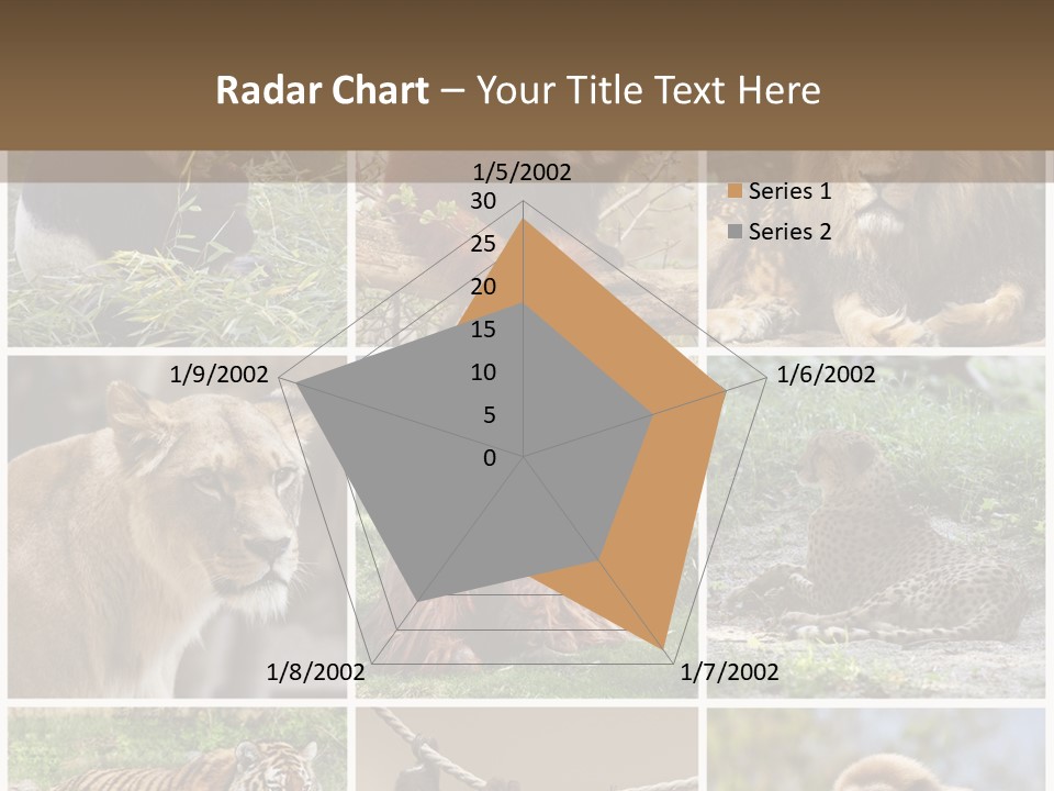 Funny Lion Siberian PowerPoint Template