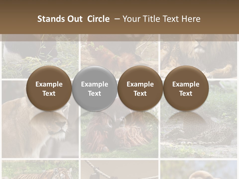 Funny Lion Siberian PowerPoint Template