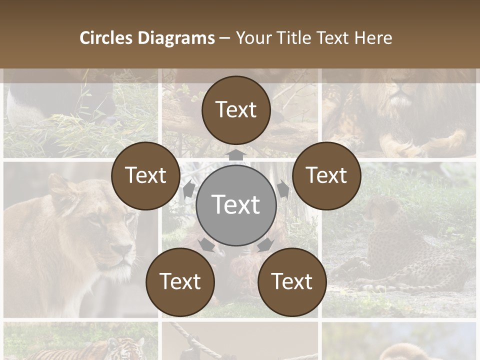 Funny Lion Siberian PowerPoint Template