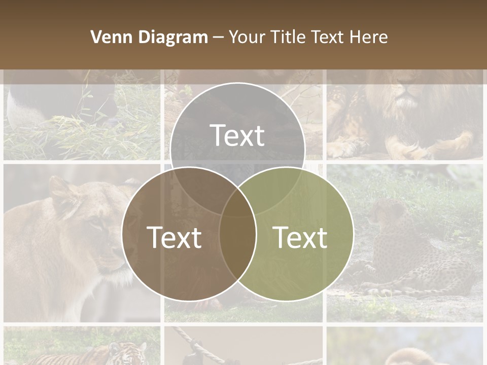 Funny Lion Siberian PowerPoint Template