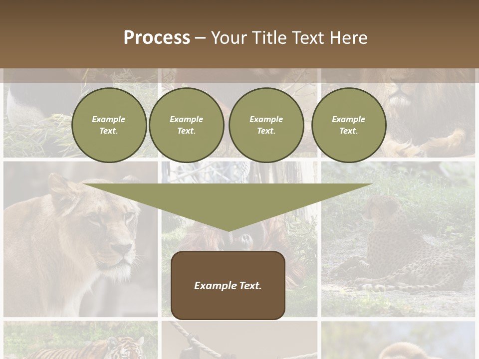 Funny Lion Siberian PowerPoint Template