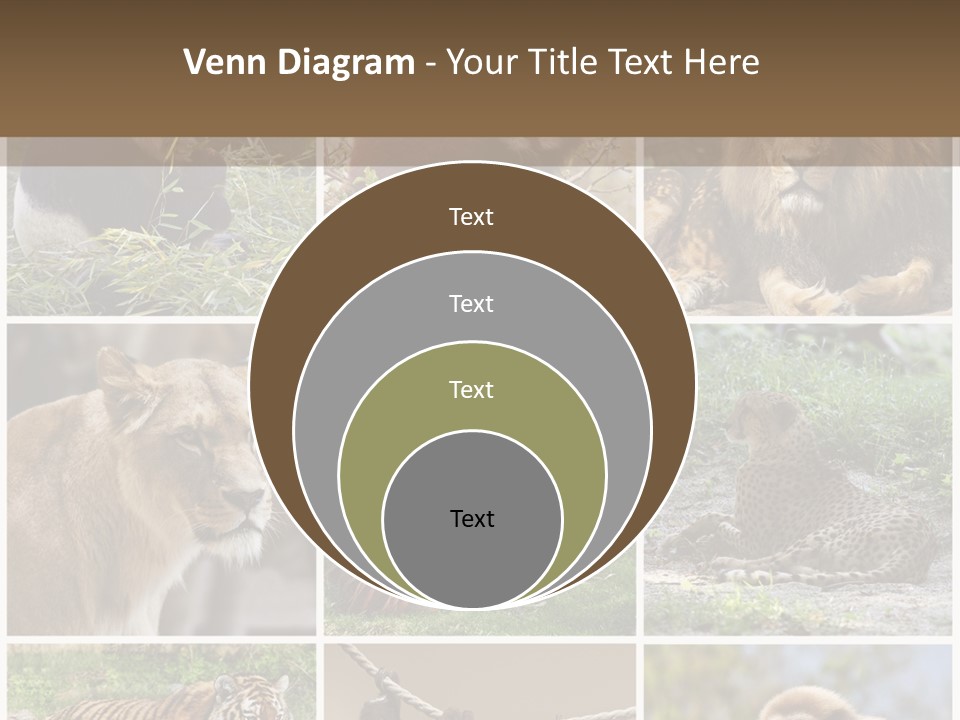 Funny Lion Siberian PowerPoint Template