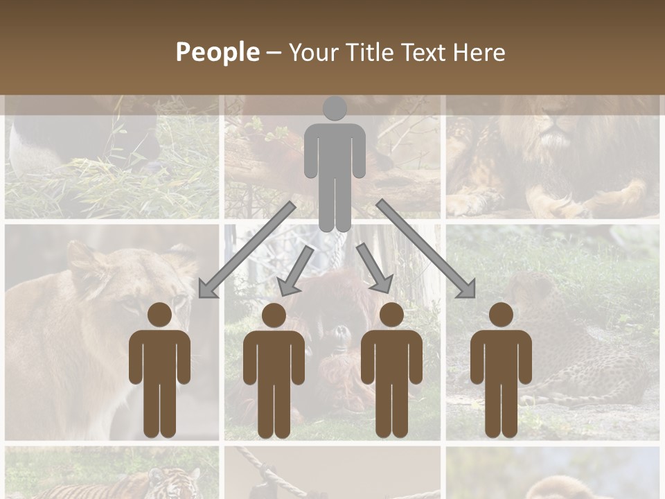 Funny Lion Siberian PowerPoint Template