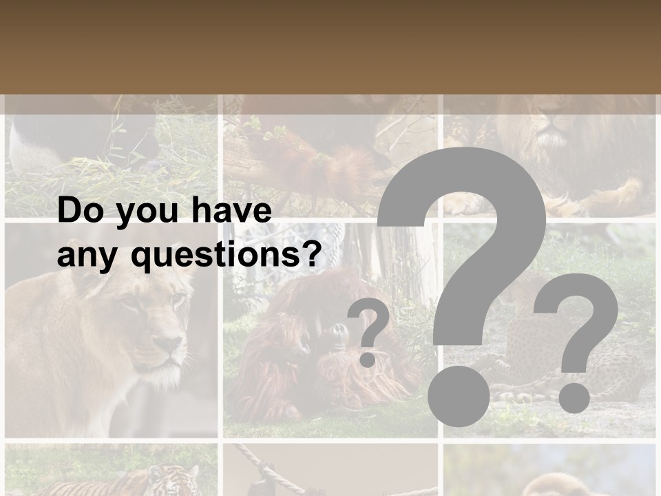 Funny Lion Siberian PowerPoint Template