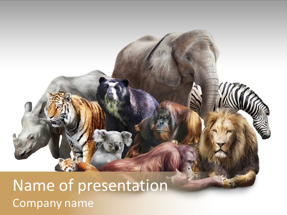 Siberian Group Creatures PowerPoint Template