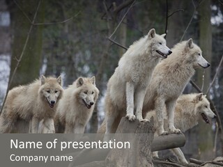 Dangerous Polar Arctic Wolf PowerPoint Template