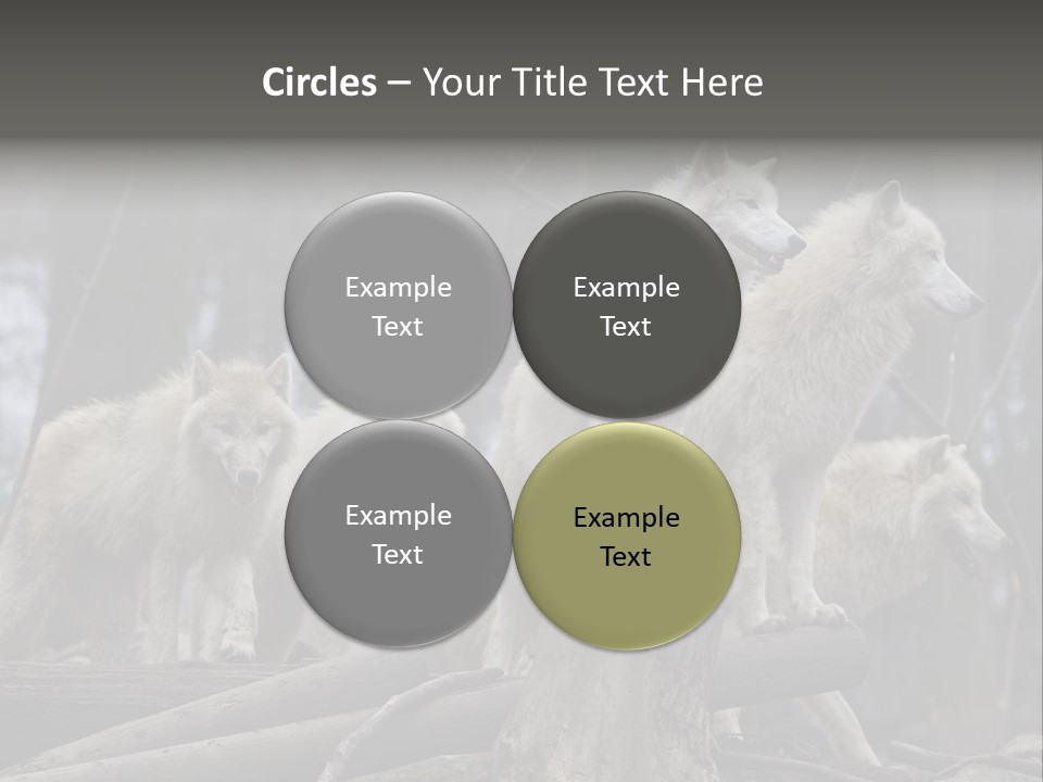 Dangerous Polar Arctic Wolf PowerPoint Template